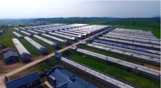 集團(tuán)全力助推吉林省通化市輝南縣委托招商引資，做大做強(qiáng)四大特色產(chǎn)業(yè)集群